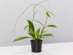 Pot + Plant Gift Box Hoya Pubicalyx - Pot + Plant + Soil