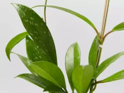 Pot + Plant Gift Box Hoya Pubicalyx - Pot + Plant + Soil