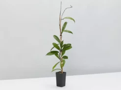 Indoor Garden Child Friendly Indoor Plants Pack Easy Care Plants