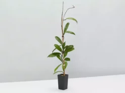 Plants In A Box Hoya Pubicalyx Climbing Plants