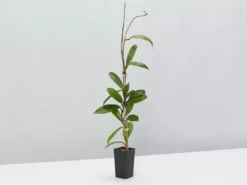 Plants In A Box Hoya Pubicalyx Red Buttons Climbing Plants