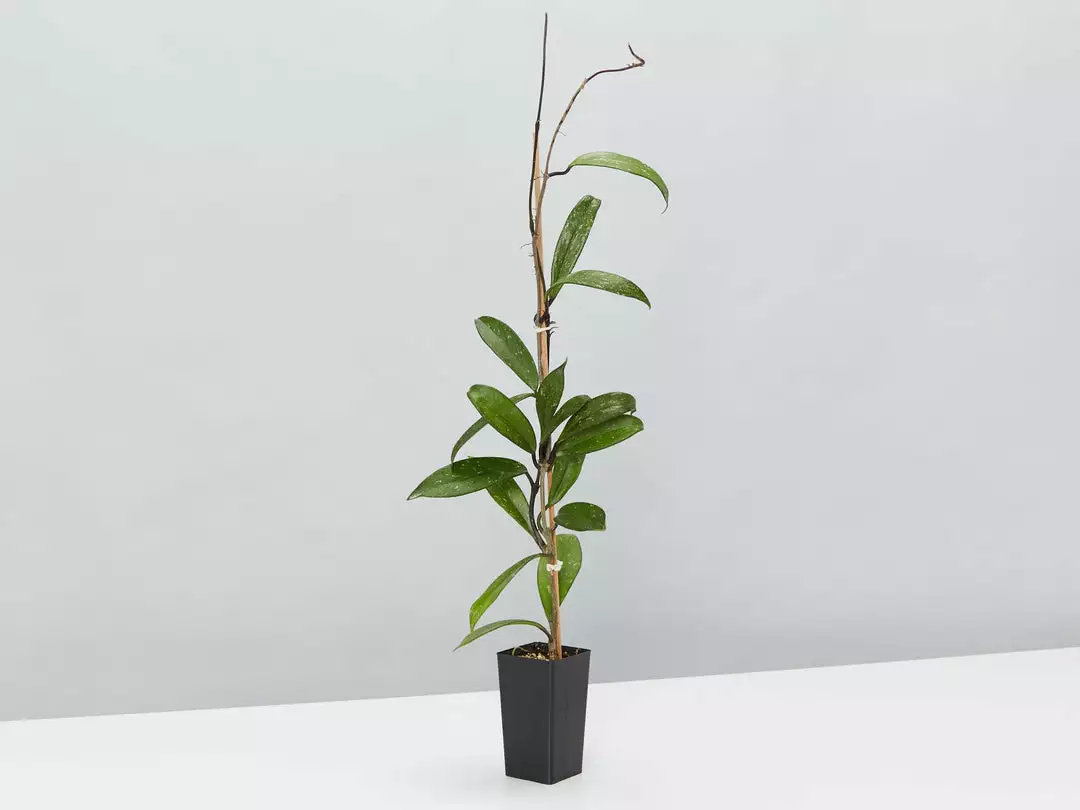 Plants In A Box Hoya Pubicalyx Red Buttons Climbing Plants 4 Plants In A Box Hoya Pubicalyx Red Buttons Climbing Plants