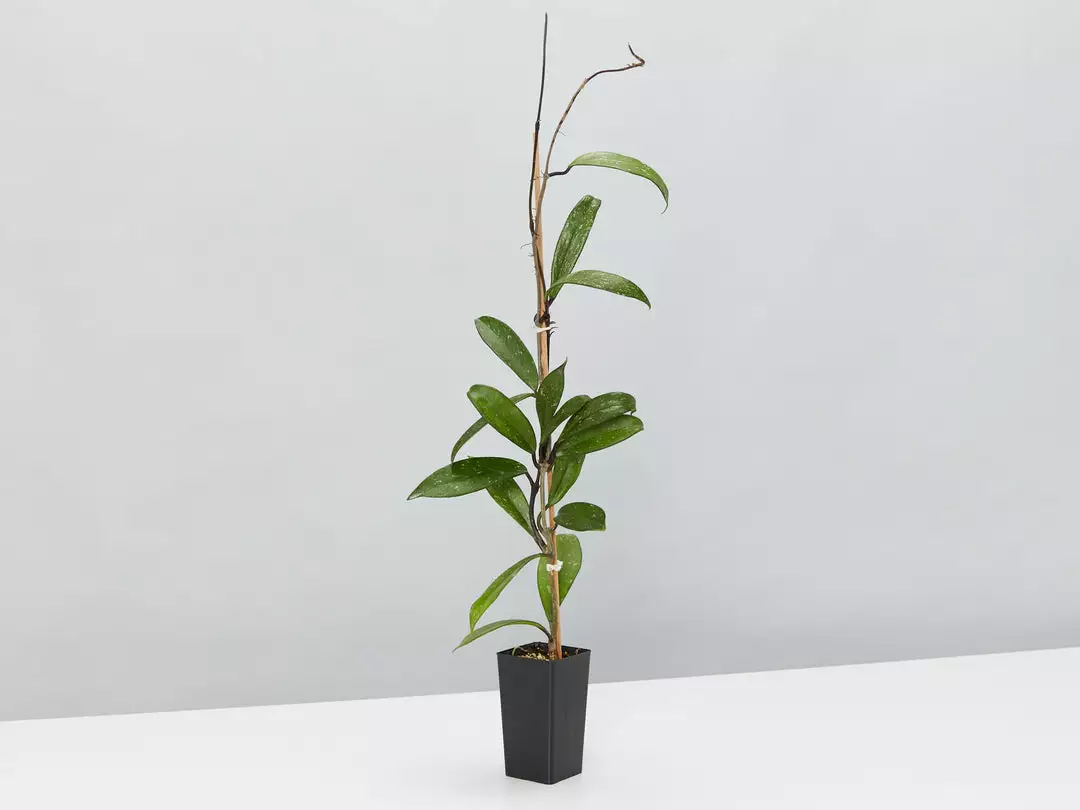 Indoor Garden The Teachers Classroom Houseplant Pack 7 Indoor Garden The Teachers Classroom Houseplant Pack