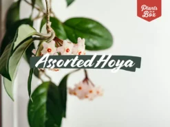 Indoor Garden Climbing Plants Assorted Hoya Plant Box