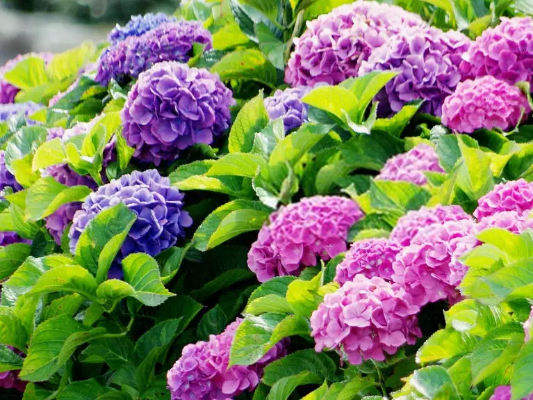 Shrubs Hydrangea Alpen Gluth 4 Shrubs Hydrangea Alpen Gluth