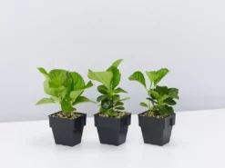 Shrubs Hydrangea Mixed - 85mm