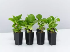 Shrubs Hydrangea Mixed