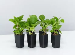 Shrubs Hydrangea Macrophylla