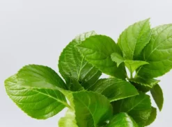 Shrubs Hydrangea Macrophylla 9 Shrubs Hydrangea Macrophylla