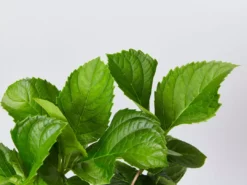 Shrubs Hydrangea Mixed - 85mm