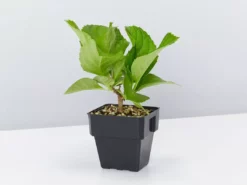 Shrubs Hydrangea Mixed - 85mm