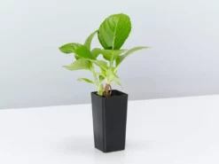 Shrubs Hydrangea Mixed