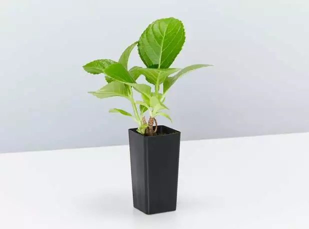 Shrubs Hydrangea Macrophylla 6 Shrubs Hydrangea Macrophylla