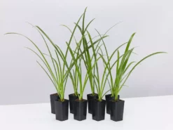 Shrubs Hymenocallis Littoralis