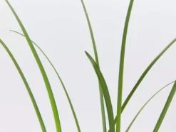 Shrubs Hymenocallis Littoralis