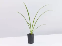 Shrubs Hymenocallis Littoralis