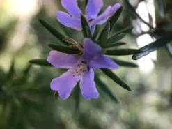 Hedge Westringia Wynyabbie Gem Hedging Plants 12 Hedge Westringia Wynyabbie Gem Hedging Plants