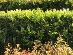 Hedge Murraya Hip-High Shrubs