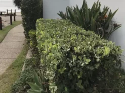 Shrubs Metrosideros Spring Fire