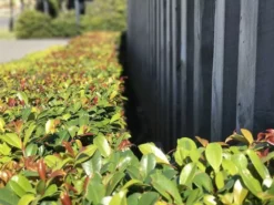 Hedge Syzygium Resilience Lilly Pilly Hedging Pack Hedging Plants