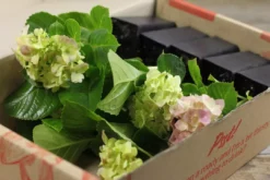 Shrubs Hydrangea Mixed