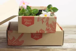 Shrubs Dipladenia Sanderi Rosea Full Sun