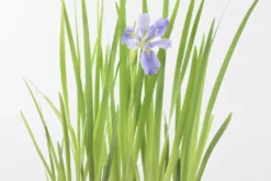 Shrubs Dutch Iris Full Sun