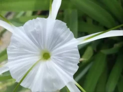 Shrubs Hymenocallis Littoralis