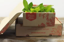 Hedge Viburnum Odoratissimum Emerald Jewel