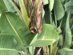 Shrubs Strelitzia Nicolai Giant 'White Bird Of Paradise' 9 Shrubs Strelitzia Nicolai Giant 'White Bird Of Paradise'