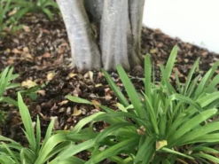 Shrubs Agapanthus Orientalis White Border Plants