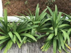Shrubs Agapanthus Orientalis Blue