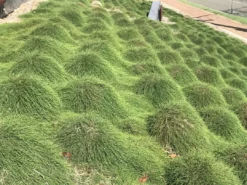 Shrubs Casuarina Glauca Prostrate 'Cousin It'