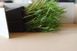 Hedge Shrubs Bambusa Pogonatherum Paniceum