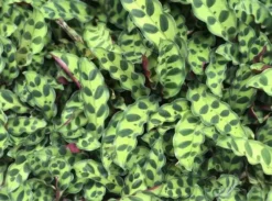 Indoor Garden Green Wall Pack - Indoors 19 Indoor Garden Green Wall Pack - Indoors