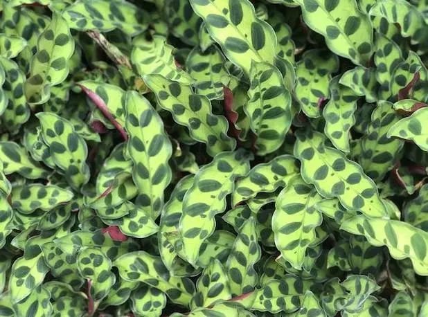 Indoor Garden Green Wall Pack - Indoors 7 Indoor Garden Green Wall Pack - Indoors