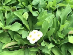 Succulents Euphorbia Milli Butter 9 Succulents Euphorbia Milli Butter