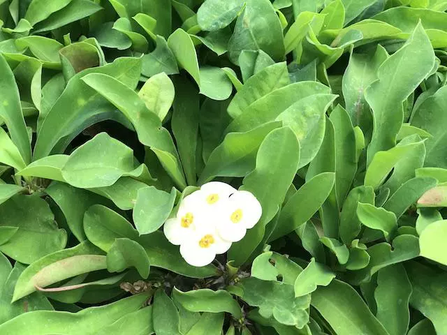 Succulents Euphorbia Milli Butter 5 Succulents Euphorbia Milli Butter