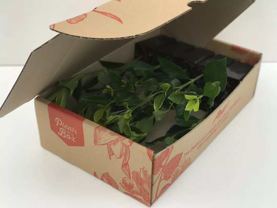 Hedge Gardenia Augusta Magnifica 9 Hedge Gardenia Augusta Magnifica