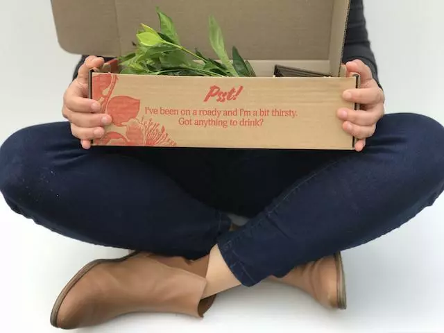 Hedge Gardenia Augusta Magnifica 6 Hedge Gardenia Augusta Magnifica