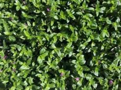 Shrubs Cuphea Mexicana Compacta Purple