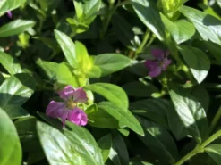 Shrubs Cuphea Mexicana Compacta Purple