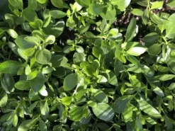 Shrubs Border Plants Myoporum Ellipticum