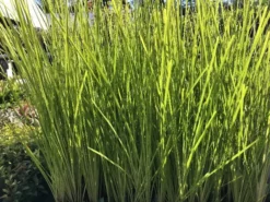 Shrubs Lomandra Longifolia Dalliance