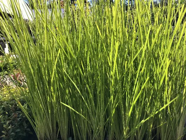 Shrubs Lomandra Longifolia Dalliance 4 Shrubs Lomandra Longifolia Dalliance