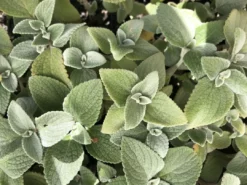 Shrubs Plectranthus Argentatus