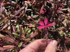 Shrubs Gaura Lindheimeri Dark Pink
