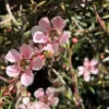 Shrubs Leptospermum Pink Cascade 2 Shrubs Leptospermum Pink Cascade