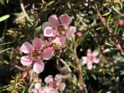 Shrubs Leptospermum Pink Cascade