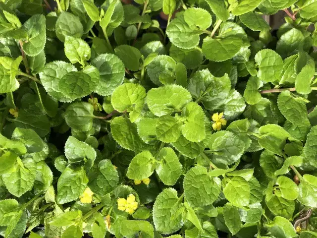 Shrubs Goodenia Ovata Edna Walling 7 Shrubs Goodenia Ovata Edna Walling